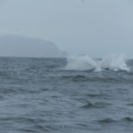 Da war leider meine Kamera zu langsam um ein Foto vom Wal zu machen, als er aus dem Wasser sprang